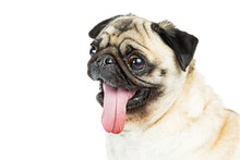 Funny Pug Dog Tongue Hanging Out