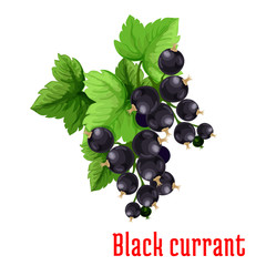 Wall Mural - Black currant berries vector icon