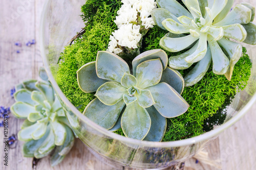 Fotografía Succulents (echeveria) and moss in glass jar.