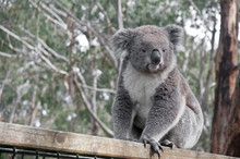Young Gray Koala Looking To The Left