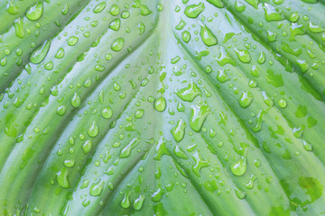 Wall Mural - Green leaf texture with water drop