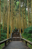 Fototapeta Dziecięca - Stairways to bamboo ancient forest