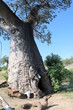 Thick trunk of baobab tree in Botswana, Africa