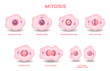 mitosis, the process of cell division and multiplication vector . pink color of mitosis cell . 