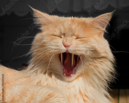 Halloween Cat With Scary Long Fangs Buy This Stock Photo And