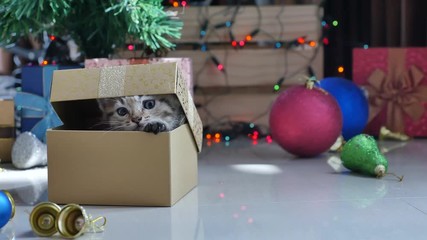 Wall Mural - Cute tabby kitten playing in a gift box with Christmas decoration