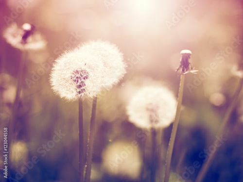 Fotografering  Vintage dandelions on meadow