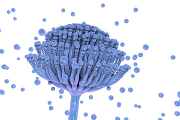 Sticker - Fungi Aspergillus, Aspergillus fumigatus, Aspergillus niger, black mold, which produce aflatoxins, cause pulmonary infection aspergillosis. 3D illustration