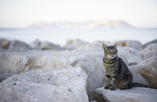 Tabby Cat On The Shore. The Island Of Kastellorizo In The Background