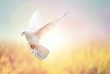 Fototapete - white Dove fly on pastel vintage background
