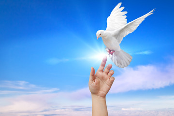 Fototapete - White Dove out of the hand on blue sky