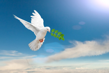Photo Sur Toile - White Dove carrying leaf branch