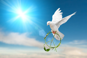 Canvas Afdrukken
 - white dove holding green branch in peace sign shape flying on blue sky