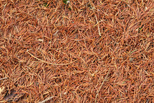Autumn Carpet/ Very Are Many Needles On Pine Firs