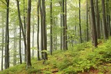 Fototapeta Natura - Beech forest in misty weather at the beginning of autumn