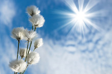 Blooming Cotton Grass Against  Blue Sky With Clouds