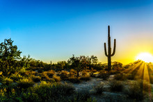 Sunrise With Sun Rays Shining Through The Shrubs In The Arizona Desert With A Saguaro Cactus In The Foreground