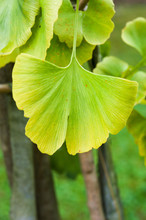 Leaves Of Ginkgo Biloba Tree Turning Yellow In Autumn