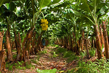 Banana Plantation On The West Coast Of Martinique
