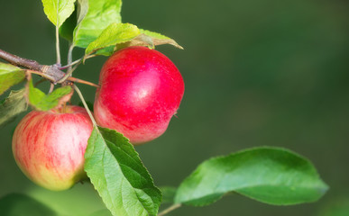 Wall Mural - Apples growing on a tree branch. Natural green background with copy space.