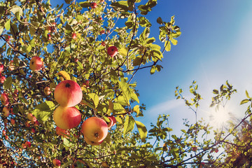 Canvas Print - upward view of an autumn apple tree against blue sunny sky