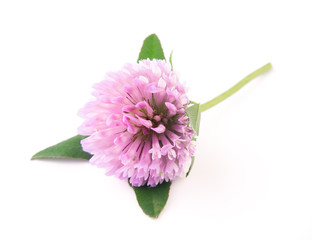 Wall Mural - clover flowers isolated on white background. Top view.