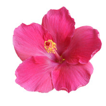 Pink Hibiscus On White Background With Path