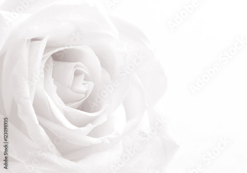 Dekoracja na wymiar  biala-roza-zblizenie-jako-tlo-nieostrosc-w-odcieniach-sepii-re