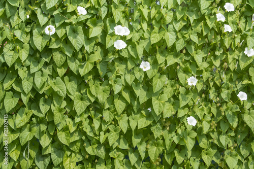 Fotografía Blossoming bindweed wall