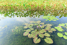 Green Aquatic Plant Water Lily Leaves Growing In A Pond