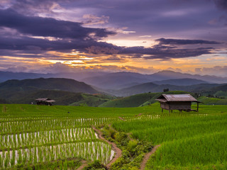 Wall Mural - Sunset and Green Terraced Rice Field in Pa Pong Pieng , Mae Chae