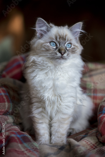 ragdoll seal tabby