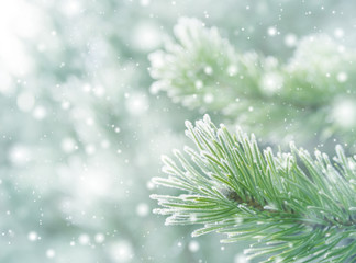 Winter natural background with pine branches in the frost
