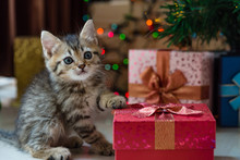 Cute Kitten In Christmas.