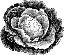 Vintage Image Cabbage