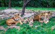 Löwenfamilie beobachtet Beute