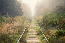 Empty Railway Goes Through Foggy Forest