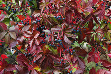 Virginia Creeper In Autumn Colors With Dark Blue Berries