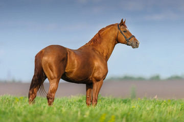Wall Mural - red horse exterior in spring meadow against blue sky