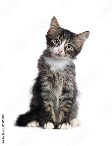 Fotografía Closeup portrait of a sitting kitten isolated on white backgroun
