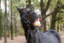 Funny Smiling Black Horse