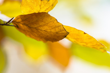 Poster - Background of colorful Autumn leaves of Beech