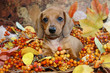 Autumn Holiday Dachshund Puppy in a fall scene of colored leaves and berries. Front on view of a miniature red smooth haired dachshund puppy dog in a fall display.