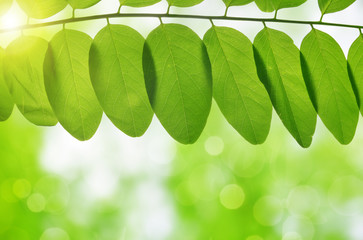 Fresh green spring leaves on natural blurred background.