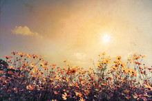 Vintage Landscape Nature Background Of Beautiful Cosmos Flower Field On Sky With Sunlight. Retro Color Tone Filter Effect