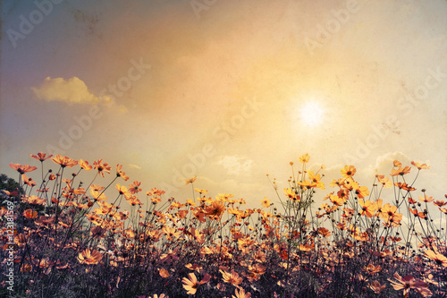 Fotomural Vintage paisaje de fondo de la naturaleza de cosmos hermoso campo de flores en el cielo con la luz del sol