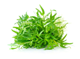 Poster - Morning glory seedlings on white background