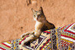 Cat lying on the carpet in african country