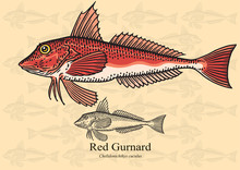 Red Gurnard Fish. Vector Illustration For Artwork In Small Sizes. Suitable For Graphic And Packaging Design, Educational Examples, Web, Etc.