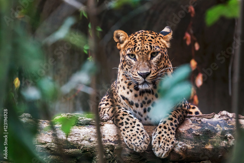 Fotomural Ceylon leopard lying on a wooden log and looking straight ahead
